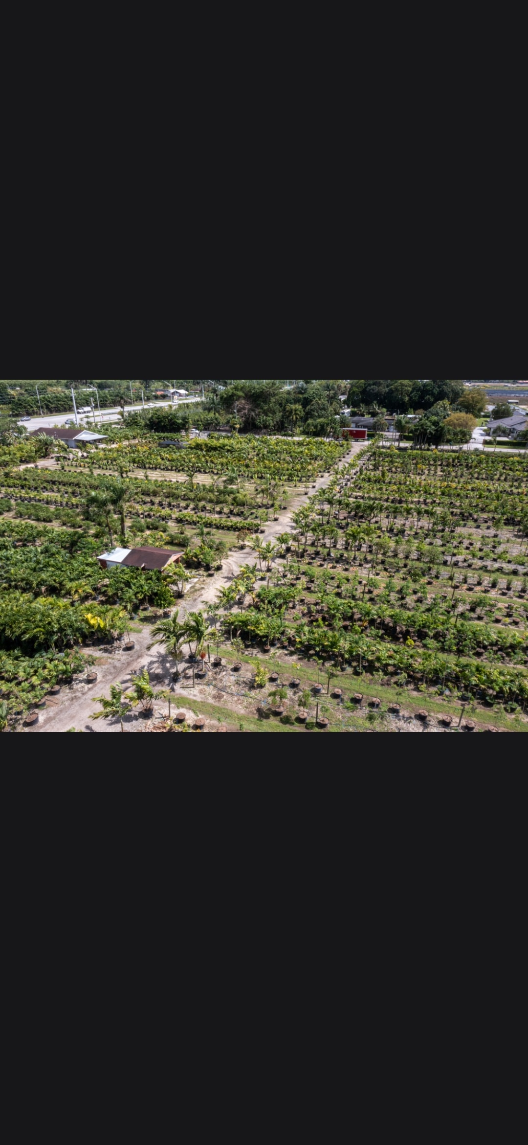 Palm trees growing in rows at the 365 Tropicals nursery